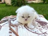 Show Kalite Top Kafa Silver Point Scottish Fold Yavruları