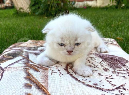 Show Kalite Top Kafa Silver Point Scottish Fold Yavruları görsel
