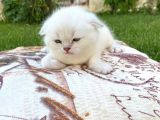 Show Kalite Top Kafa Silver Point Scottish Fold Yavruları