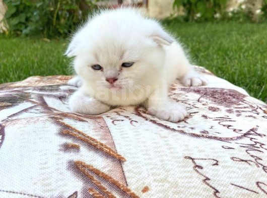 Show Kalite Top Kafa Silver Point Scottish Fold Yavruları görsel