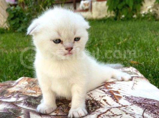 Show Kalite Top Kafa Silver Point Scottish Fold Yavruları görsel