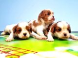 Cavalier King Charles Yavrulari