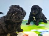 Malti̇poo Yavru