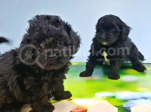 Malti̇poo Yavru görsel