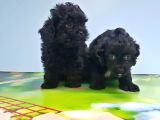 Malti̇poo Yavru