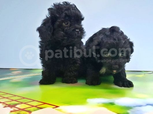 Malti̇poo Yavru görsel