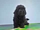 Malti̇poo Yavru