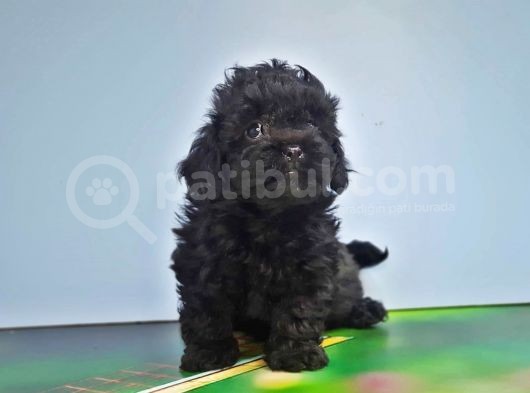 Malti̇poo Yavru