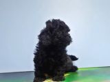 Malti̇poo Yavru