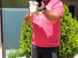 Morkie Yavru