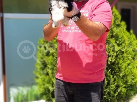 Morkie Yavru görsel