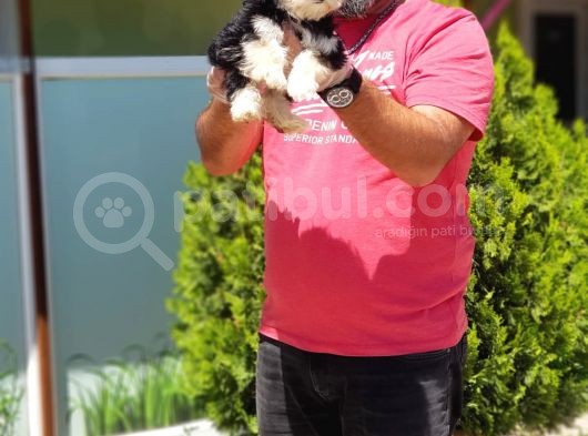Morkie Yavru görsel