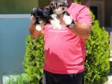 Morkie Yavru