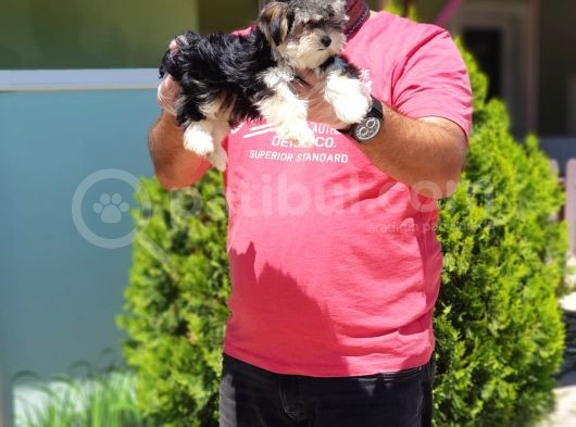 Morkie Yavru görsel