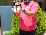 Morkie Yavru
