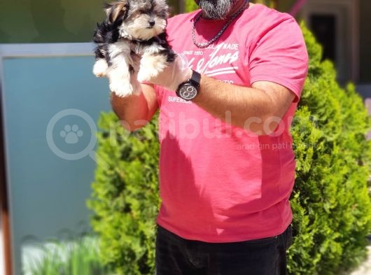 Morkie Yavru