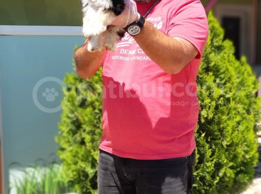Morkie Yavru görsel