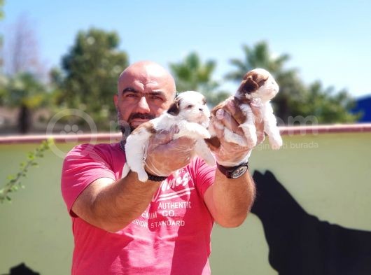 Shi̇h Tzu Yavru görsel