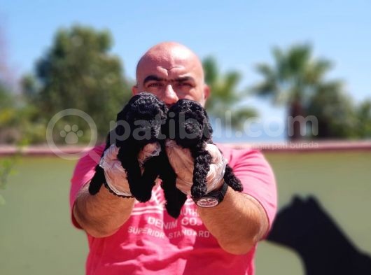 Toy Poodle Yavru