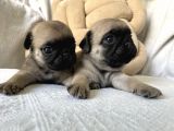 Pug Yavruları