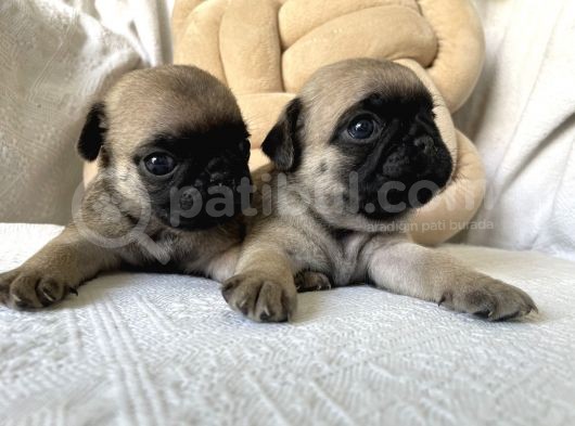 Pug Yavruları