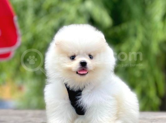 Safkan Teddy Pomeranian Boo Yavrular görsel