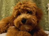 Yakışıklı Maltipoo Yavrumuz