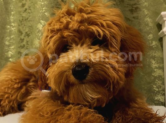 Yakışıklı Maltipoo Yavrumuz görsel