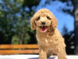 Sevi̇mli̇ Poodle Bebekleri̇mi̇z