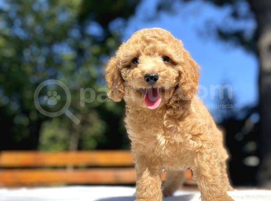Sevi̇mli̇ Poodle Bebekleri̇mi̇z