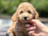 Bebek Surat Toy Poodle Yavrular