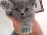 British Short Hair Scottish Fold Yavrular