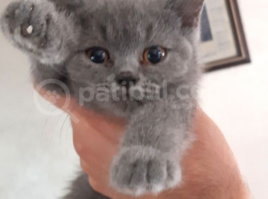 British Short Hair Scottish Fold Yavrular görsel