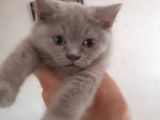 British Short Hair Scottish Fold Yavrular