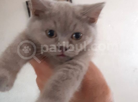 British Short Hair Scottish Fold Yavrular görsel