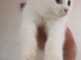 British Short Hair Scottish Fold Yavrular