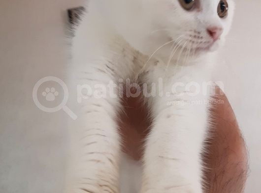 British Short Hair Scottish Fold Yavrular görsel