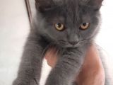 British Short Hair Scottish Fold Yavrular