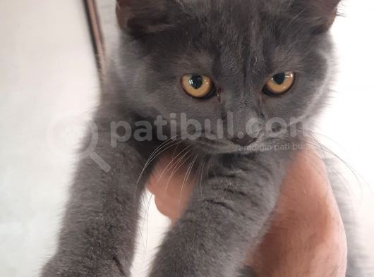 British Short Hair Scottish Fold Yavrular görsel