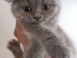 British Short Hair Scottish Fold Yavrular