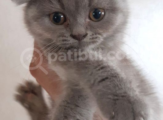 British Short Hair Scottish Fold Yavrular