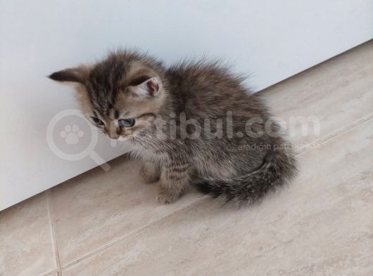 Aileden Sağlıklı Eğitimli Bebişler görsel