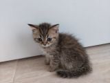 Aileden Sağlıklı Eğitimli Bebişler