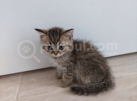 Aileden Sağlıklı Eğitimli Bebişler görsel