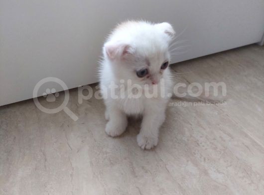 Aileden Sağlıklı Eğitimli Bebişler görsel