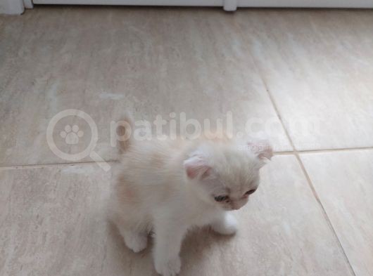Aileden Sağlıklı Eğitimli Bebişler görsel