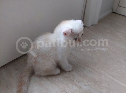 Aileden Sağlıklı Eğitimli Bebişler görsel