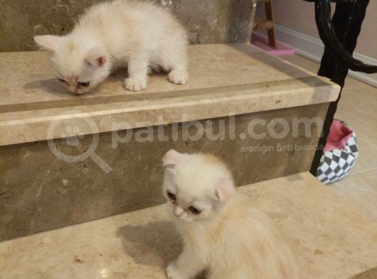 Aileden Sağlıklı Eğitimli Bebişler görsel
