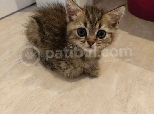 Aileden Sağlıklı Eğitimli Bebişler görsel