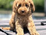 Bebek Surat Toy Poodle Yavrular